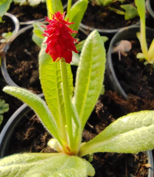Primula vialii